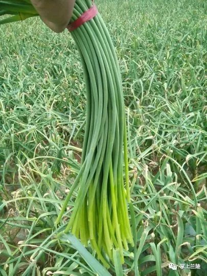 最新蒜苔價(jià)格變動(dòng)，學(xué)習(xí)中的自信與成就感的源泉